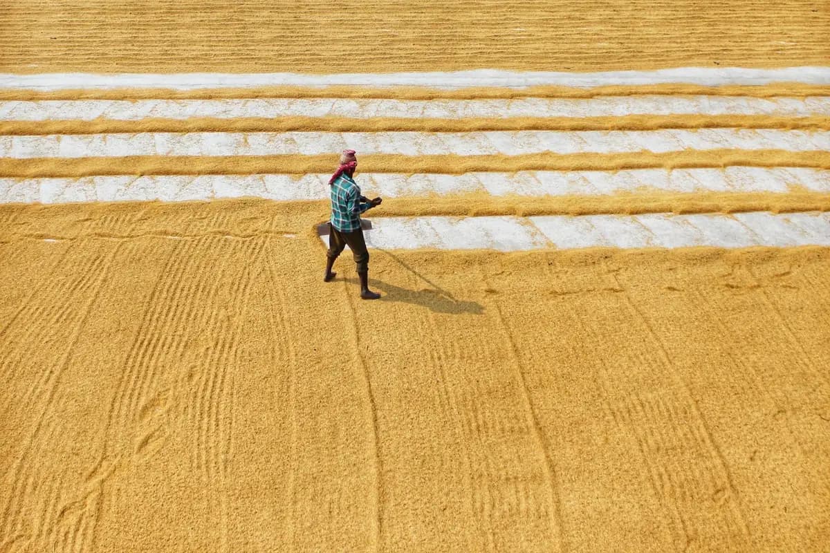 A farmer seen from above, raking rice out to dry in long golden rows.