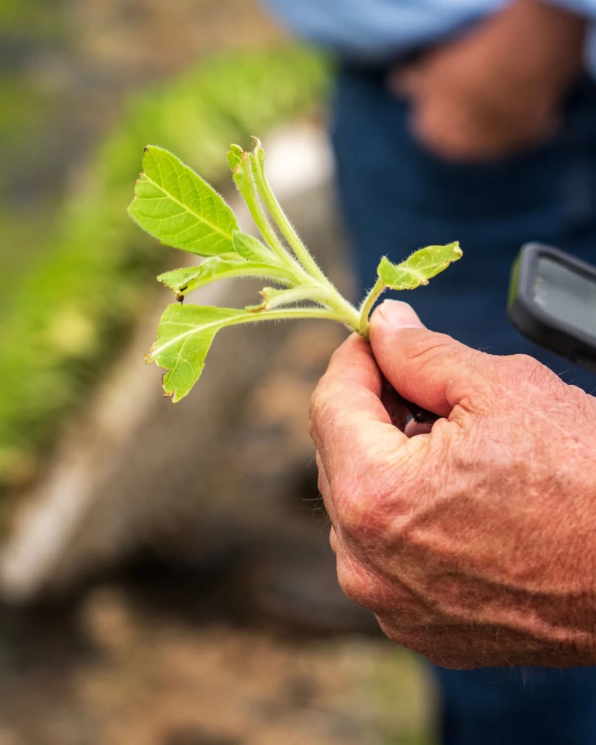 A farmer's hands examining a young plant while holding a smartphone.